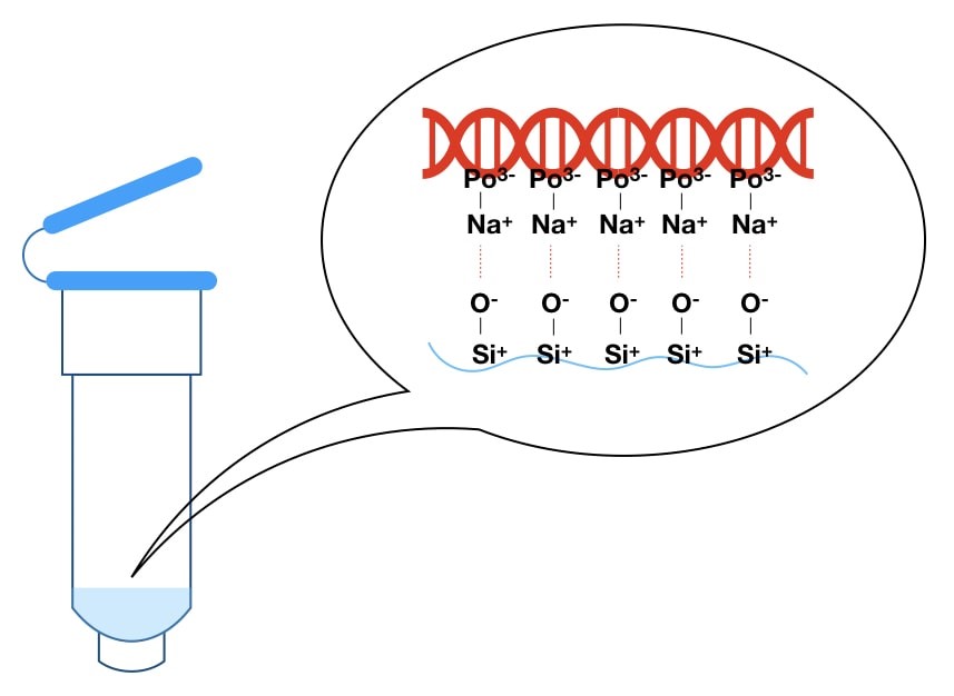 Advantages and Limitations of Spin Column DNA Extraction Technique –  Genetic Education
